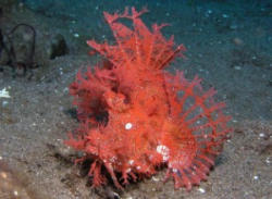 Rhinopias Aphanes, Alor