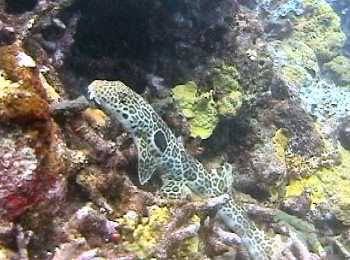Bambushai, Tufi, Papua Neuguinea