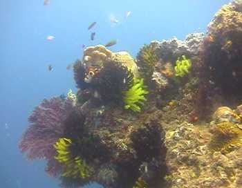 Typischer Riffbewuchs in Papua Neuguinea
