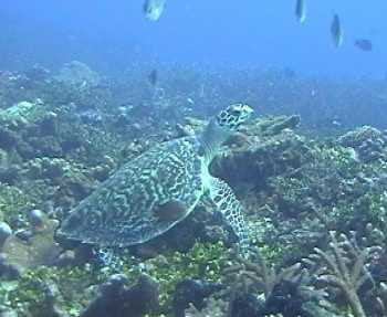 Schildkröte bei Madang, Papua Neuguinea