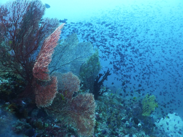 Typical reef in Banda