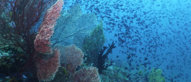 Banda: Typisches Korallenriff