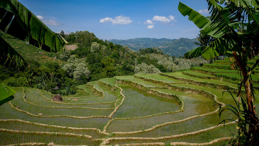 Reisterrassen in Ruteng, Flores