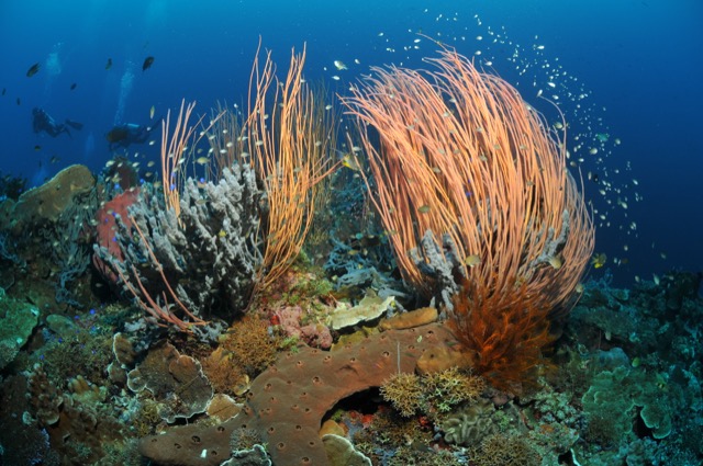 Marantale Whip Coral