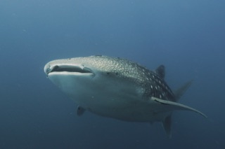 Whale Shark Banda Islands