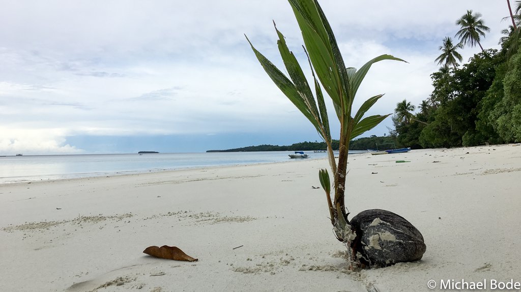 Kei Inseln: Pasir Panjang mit Kokosnuss
