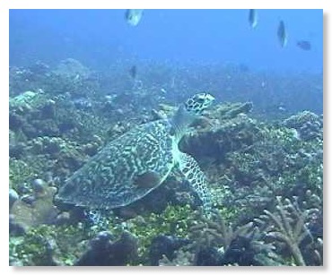Schildkröte auf Riff, Madang