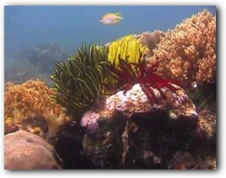 Raja Ampat Riff mit Federsternen
