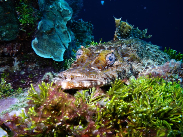 Diving in Donggala | Bodeweb