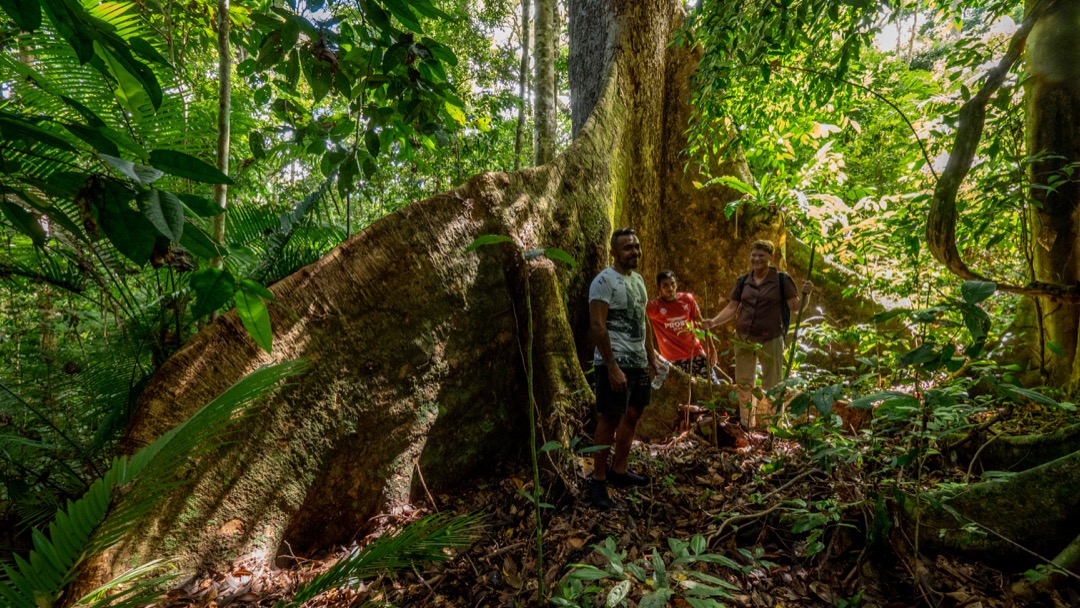 Nakaela. Huge Trees in the Jungle