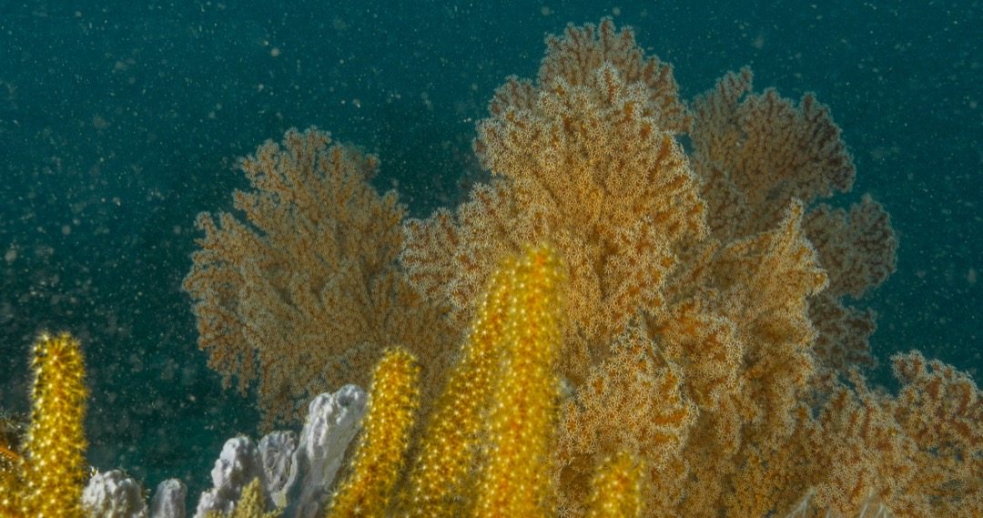 Nakaela. Typical Gorganoia at House Reef