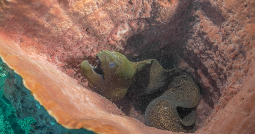 Nakaela. Moray Eel in Barrel Sponge