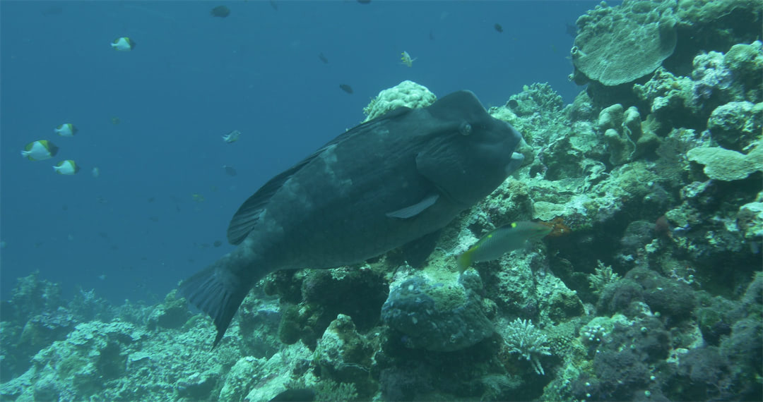 Humphead Parrotfish, Tomia