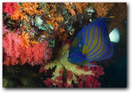 Emperor fish ans soft corals